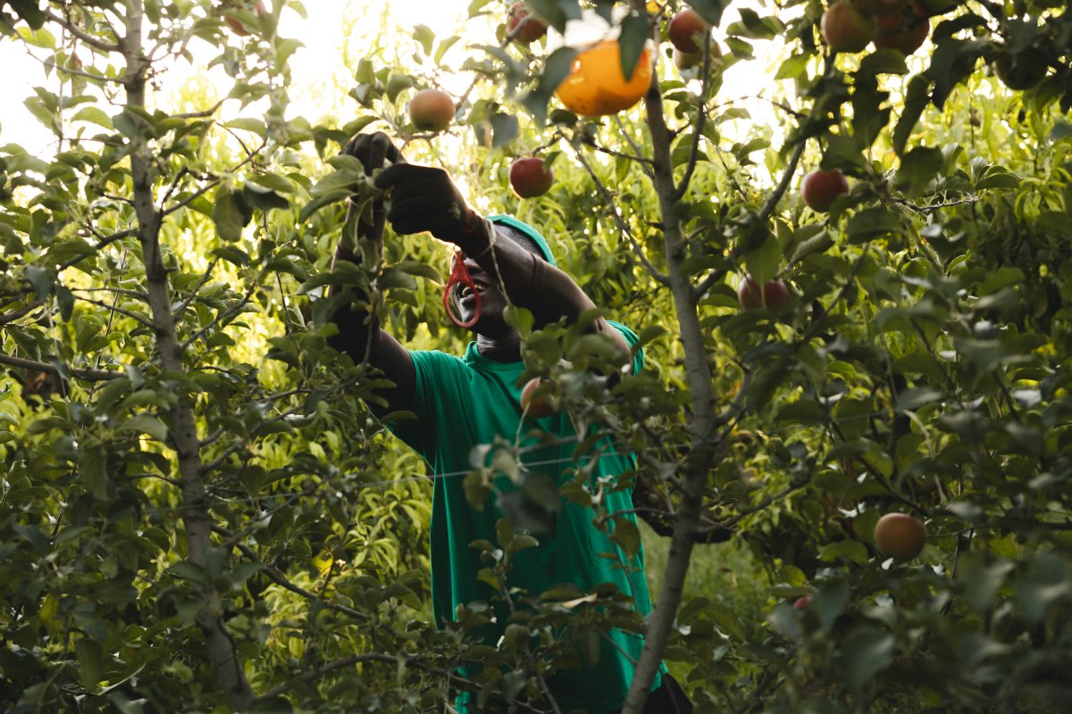 Recol·lecció de pomes ecològiques destinades a l'elaboració de suc de poma