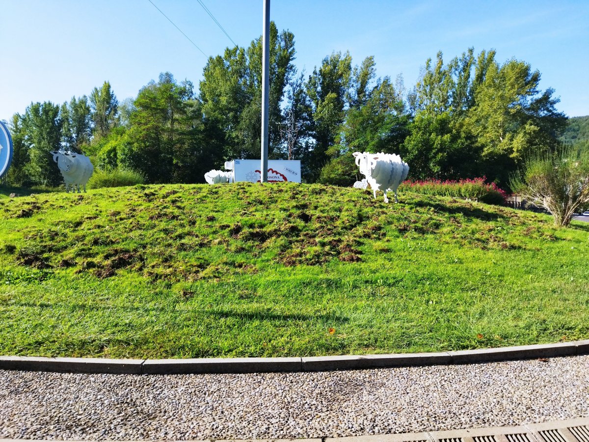 Un grup de senglars destrossa rotondes, jardins i horts a Ripoll