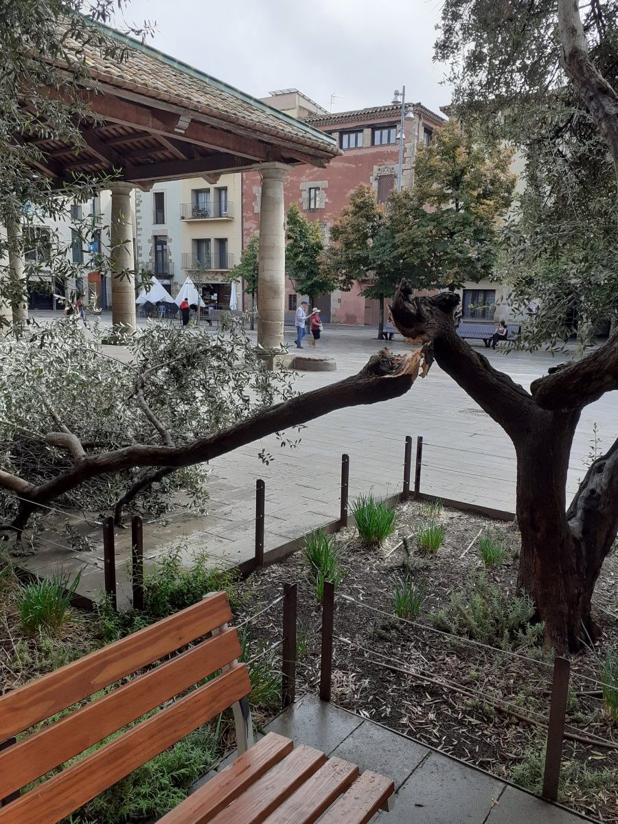 S’esberla una branca d’una de les oliveres de la Porxada, a Granollers