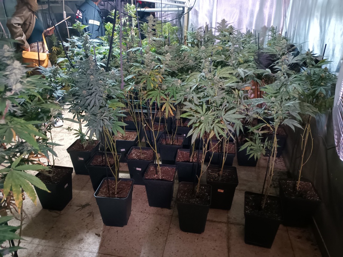 Dos detinguts en el desmantellament d’una plantació de marihuana en una casa de Santa Eulàlia de Ronçana